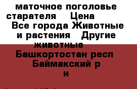 маточное поголовье старателя  › Цена ­ 2 300 - Все города Животные и растения » Другие животные   . Башкортостан респ.,Баймакский р-н